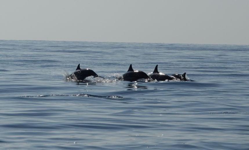 Salem Fish Guest House Ras al Hadd Bagian luar foto